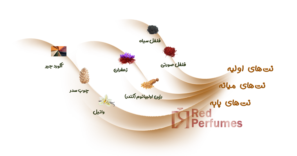 نت های عطر ایو سن لورن بیبی کت نسخه ی 2025